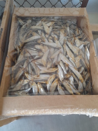 Тюлька х/к 2кг коробка фото в магазине Рыба-Сочи.рф